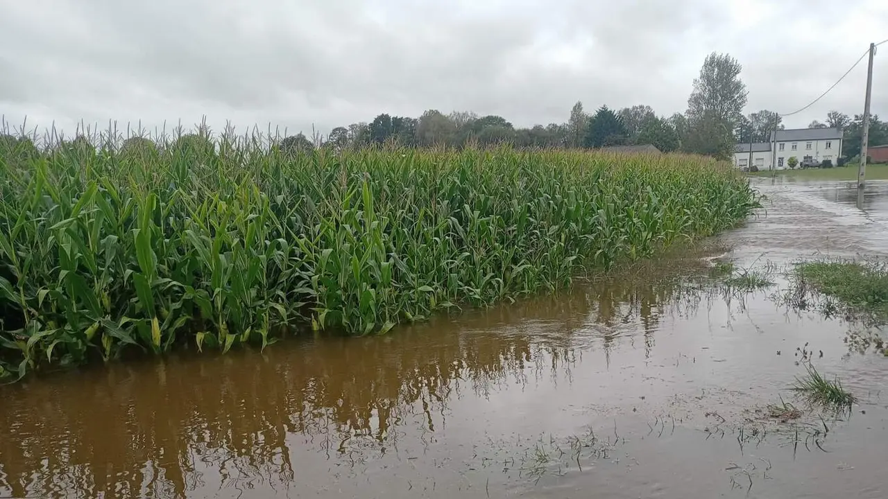 Finca de maíz inundada en Castro de Rei. EP