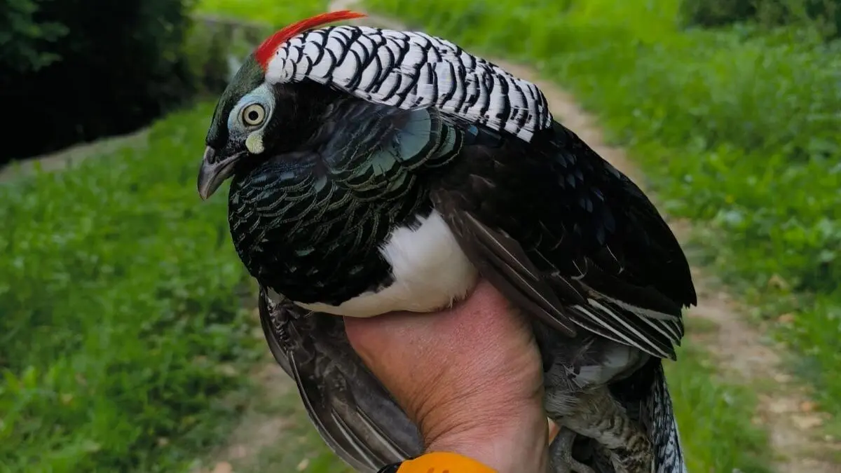 El faisán, tranquilo en la mano de Fernando /EP
