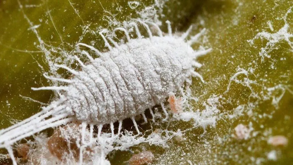 Un ejemplar de cochinilla algodonosa, el insecto invasor detectado en viñedos de Amandi. EP
