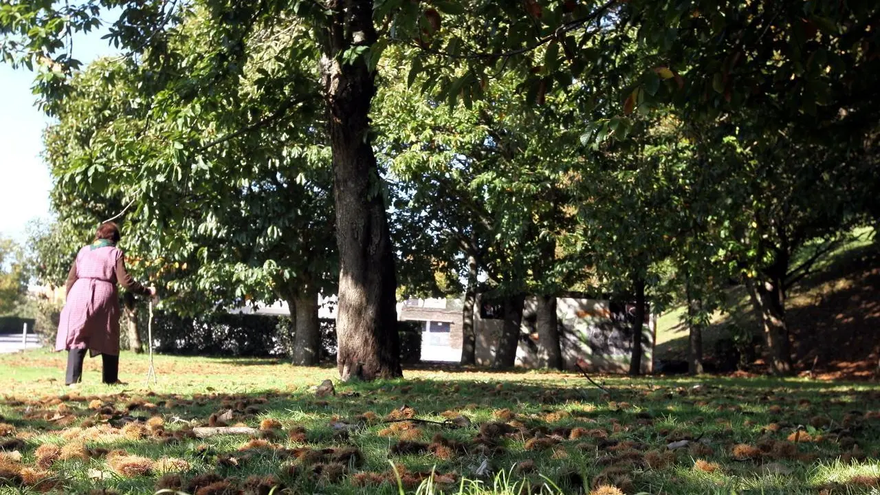 Castaños sanos en plena producción