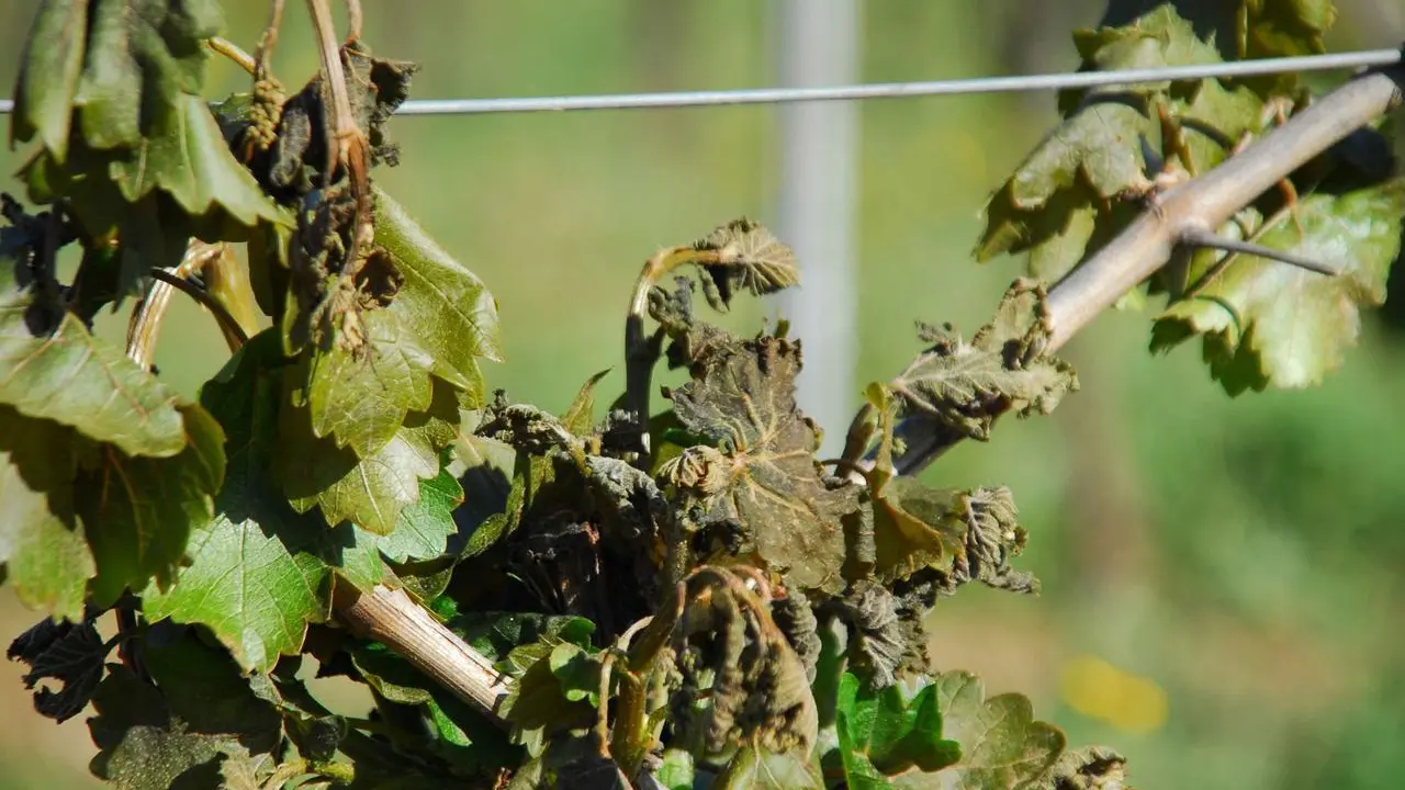 Cepas quemadas por la helada en Quiroga