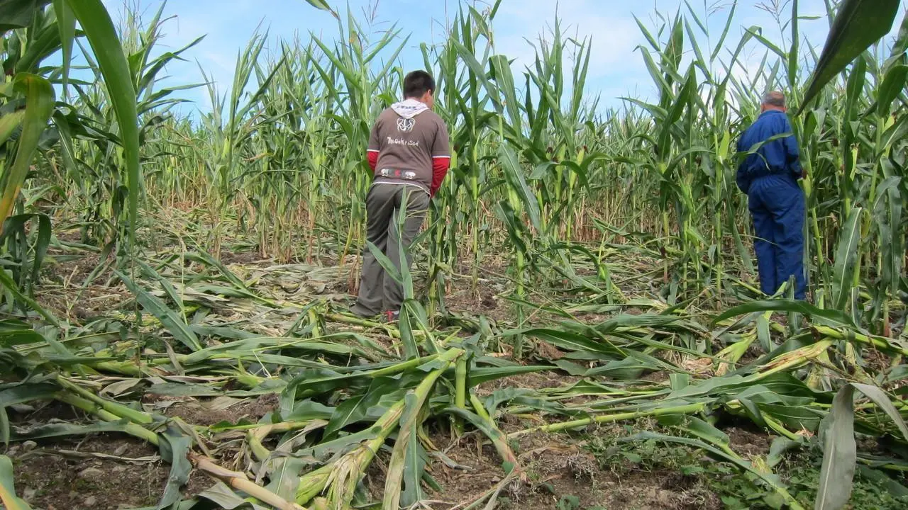 Daños provocados por el jabalí en una incursión