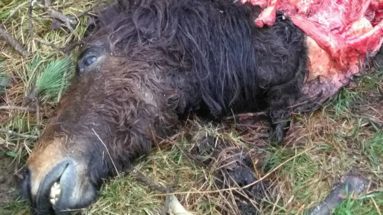 Yegua devorada por los lobos en Viveiro. AMA.