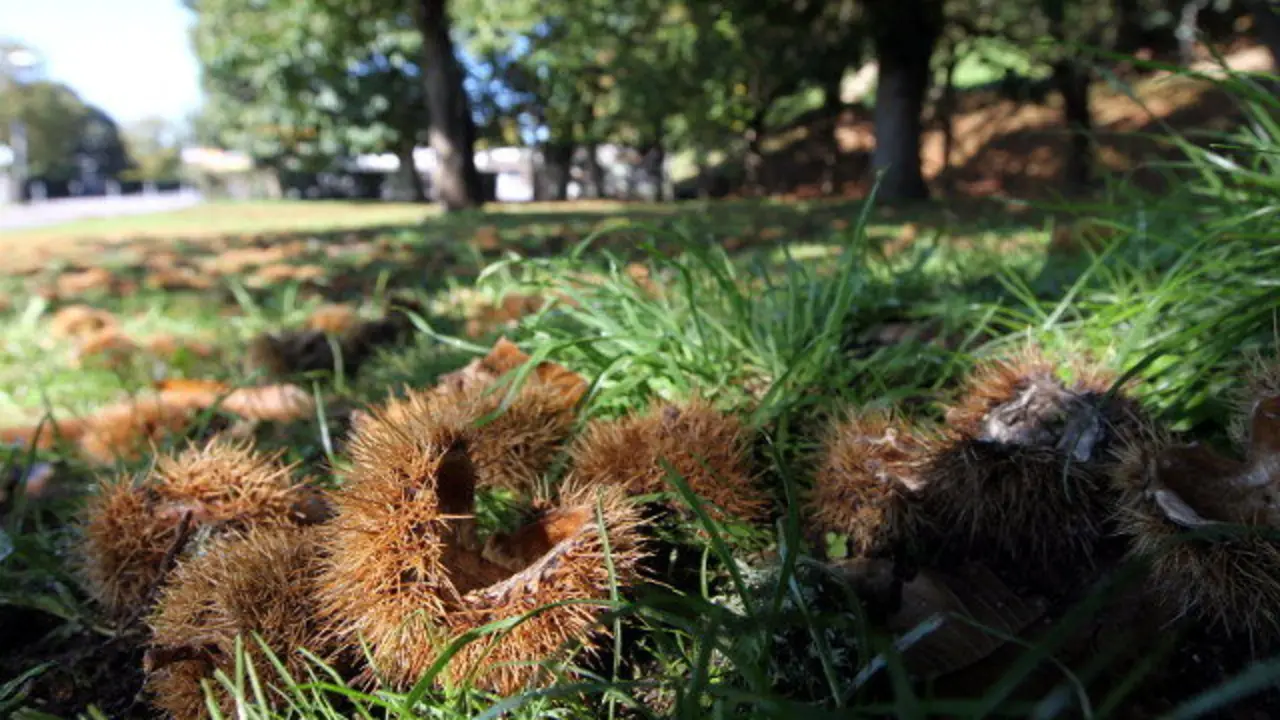 Varios castaños. SEBAS SENANDE