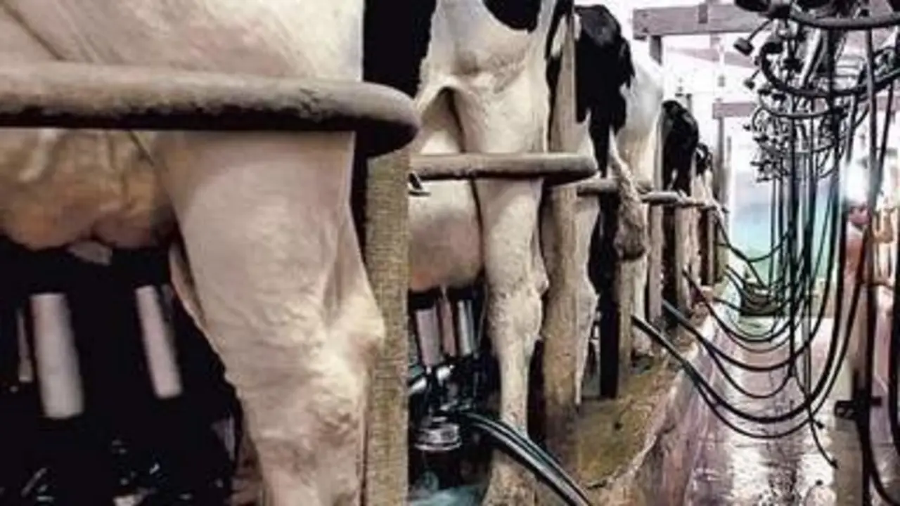 Foto de archivo de una granja con vacas. EP