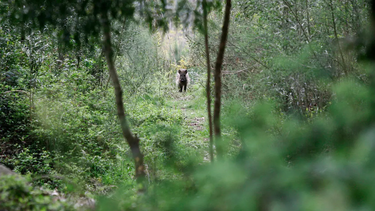 Jabalí en una zona de monte de Pontevedra. RAFA FARIÑA