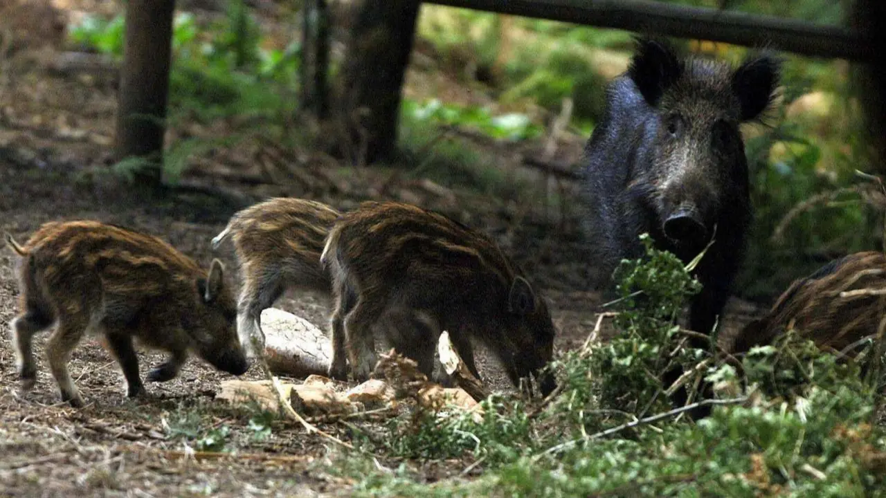 Una familia de jabalís.AEP
