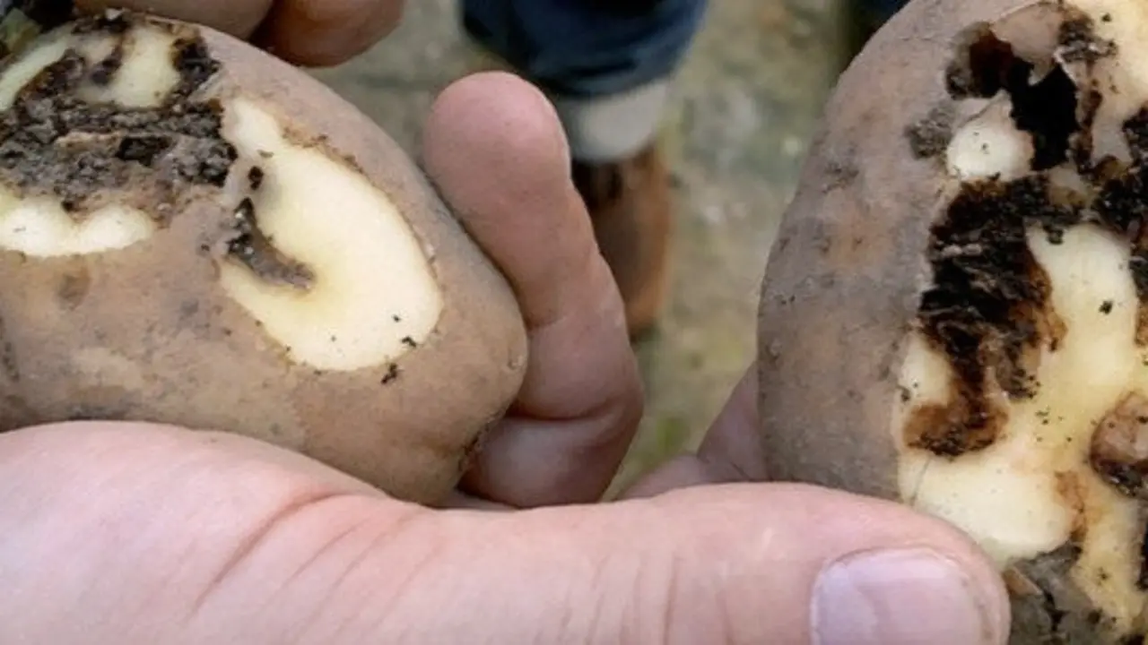 Patacas afectadas pola praga. LIDIA SENRA (EUROPA PRESS)