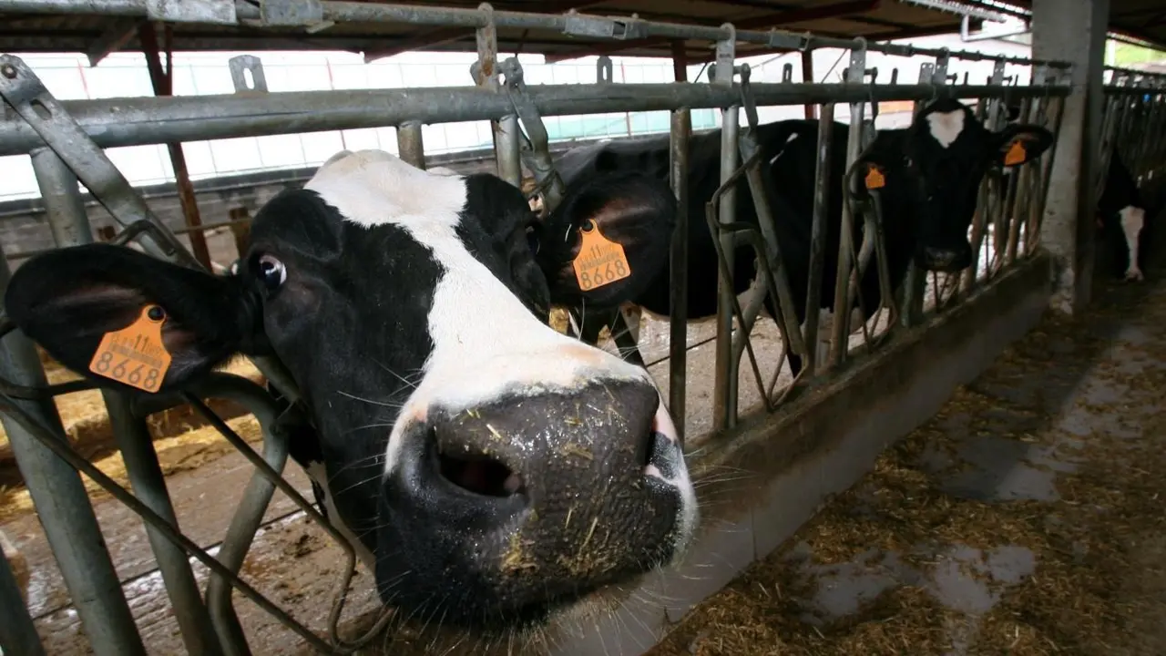 Una vaca en una granja. EP