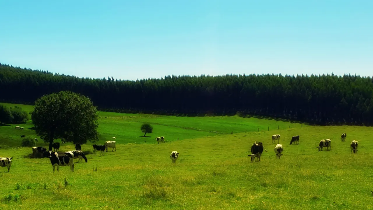 Vacas pastando en un campo de A Chaira. AEP
