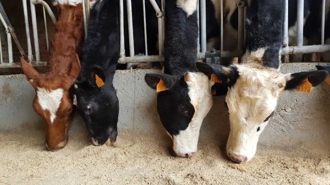 Vacas comiendo en una explotación ganadera. EP