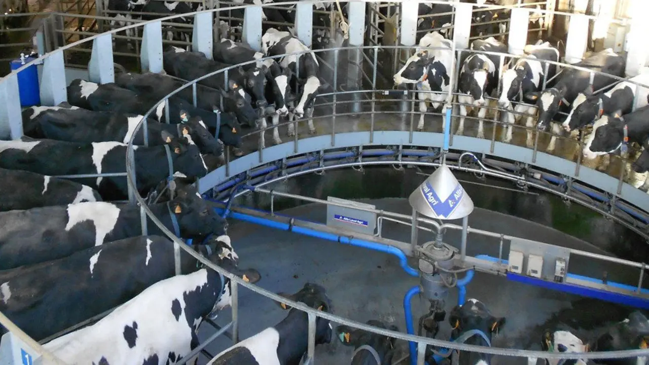 Sala de ordeño de una explotación lácteo. EP