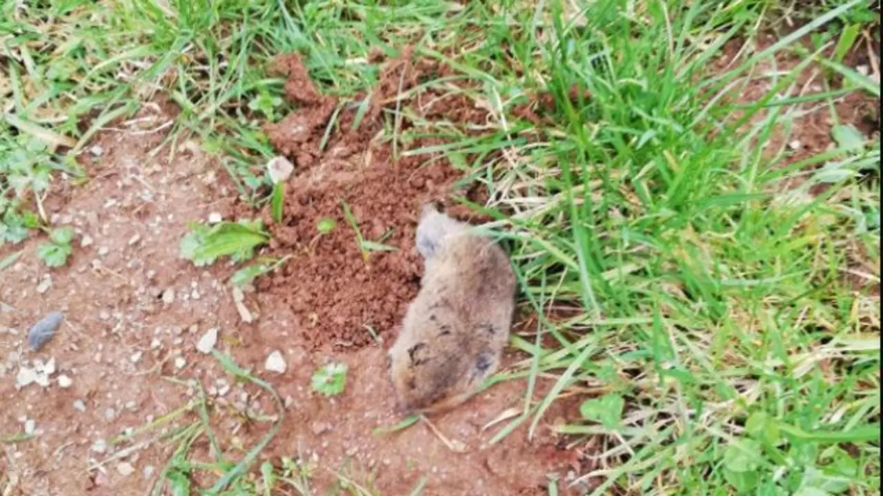 Imagen de archivo de una rata topo y de los destrozos realizados por la misma. EP