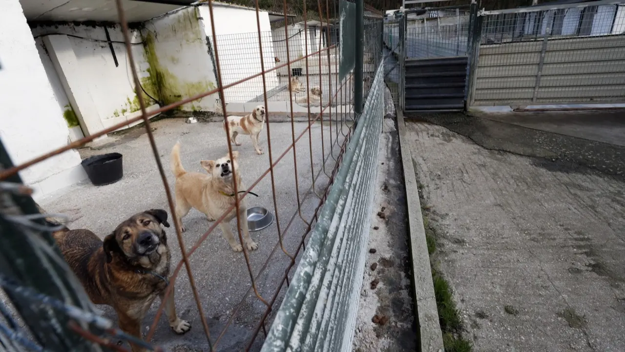 Instalaciones de la Protectora de Animales de Lugo. AEP