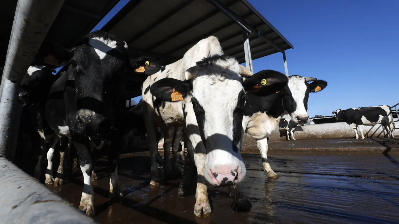 Vacas frisonas en una granja. XESÚS PONTE (ARCHIVO)