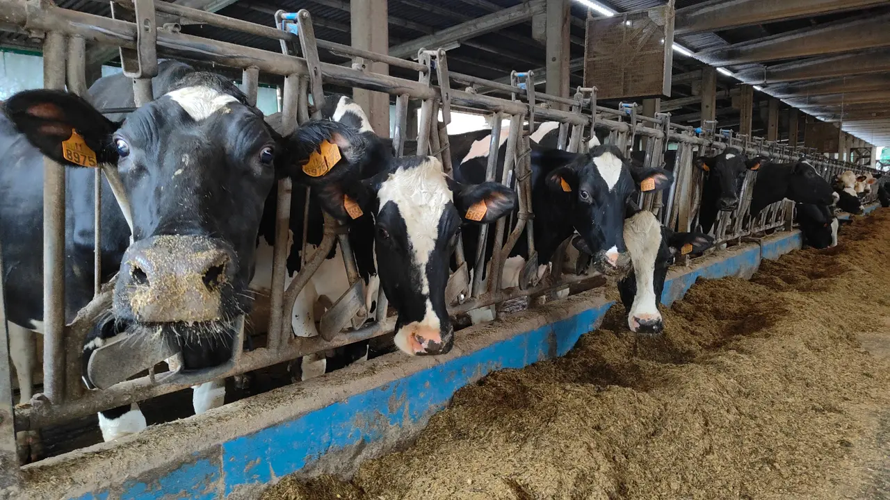 Vacas en una granja. ARCHIVO