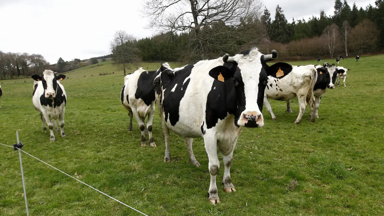 Vacas frisonas. ARCHIVO