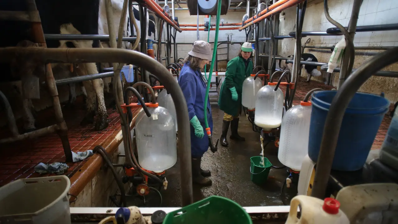 Una zona de ordeño en una ganadería de Friol. CARLOS CASTRO (EUROPA PRESS)