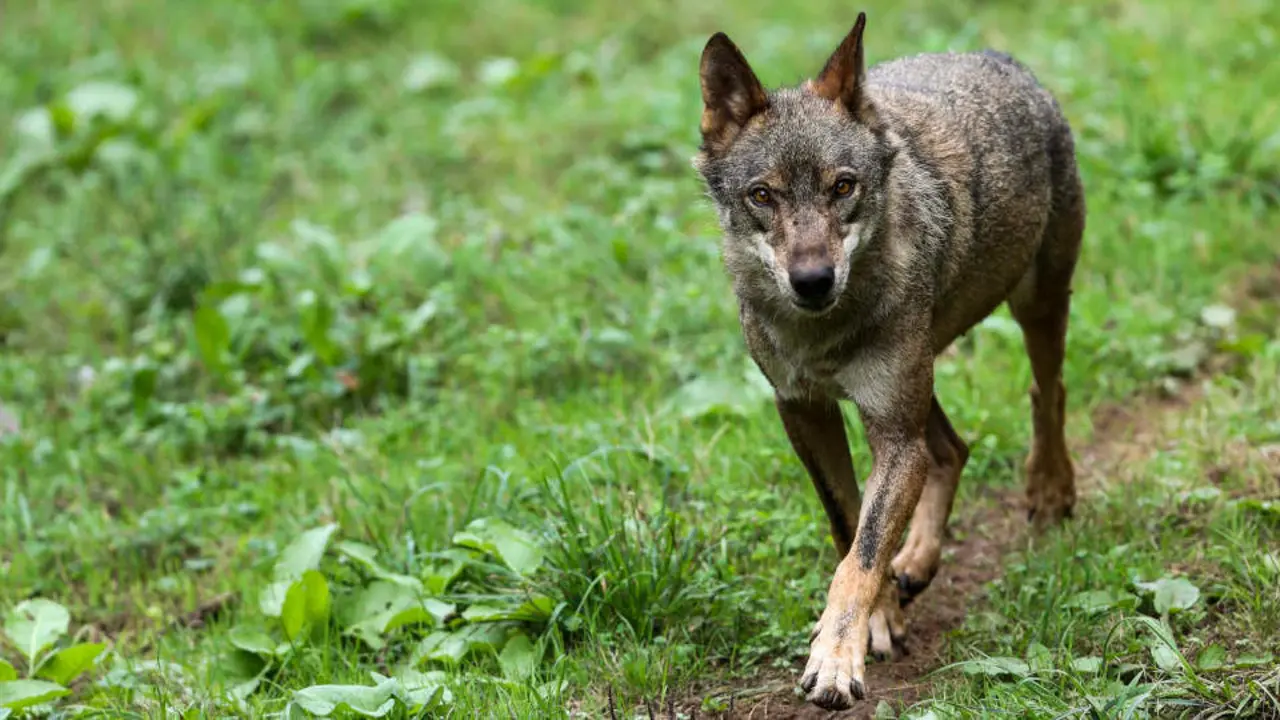Un lobo Ibérico en las instalaciones del centro de interpretación. J.L.CEREIJIDO (EFE)