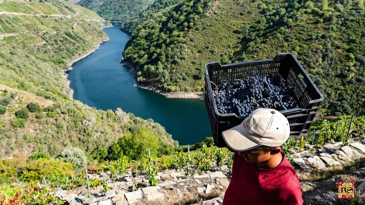 Un hombre porta una caja con uvas durante la pasada temporada de vendimia en la Ribeira Sacra. AEP