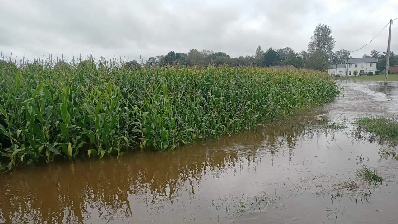 Finca de maíz inundada en Castro de Rei. EP