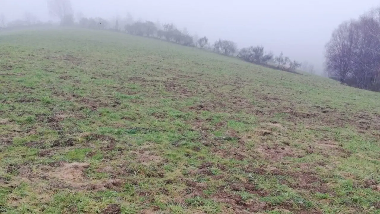 Estado en el que quedan los prados tras el paso de la rata topo. AEP