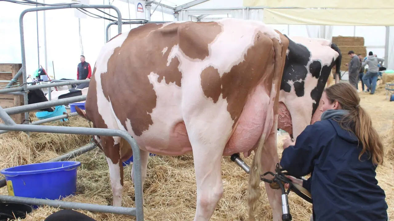 Ordeño de una vaca de gran producción. X.L.