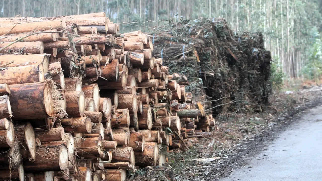 Madera de eucalipto y bioamasa dispuestas junto a una pista forestal. D.V.