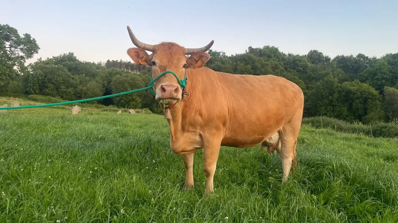 Linda, de Reiriz (O Saviñao), es la candidata lucense a Miss Vaca gallega. EP