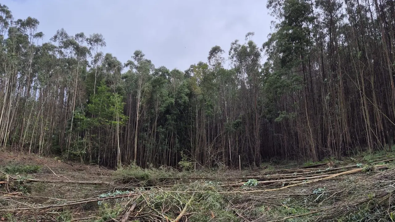 O Concello de Trabada denuncia unha nova corta non autorizada nunha masa común municipal