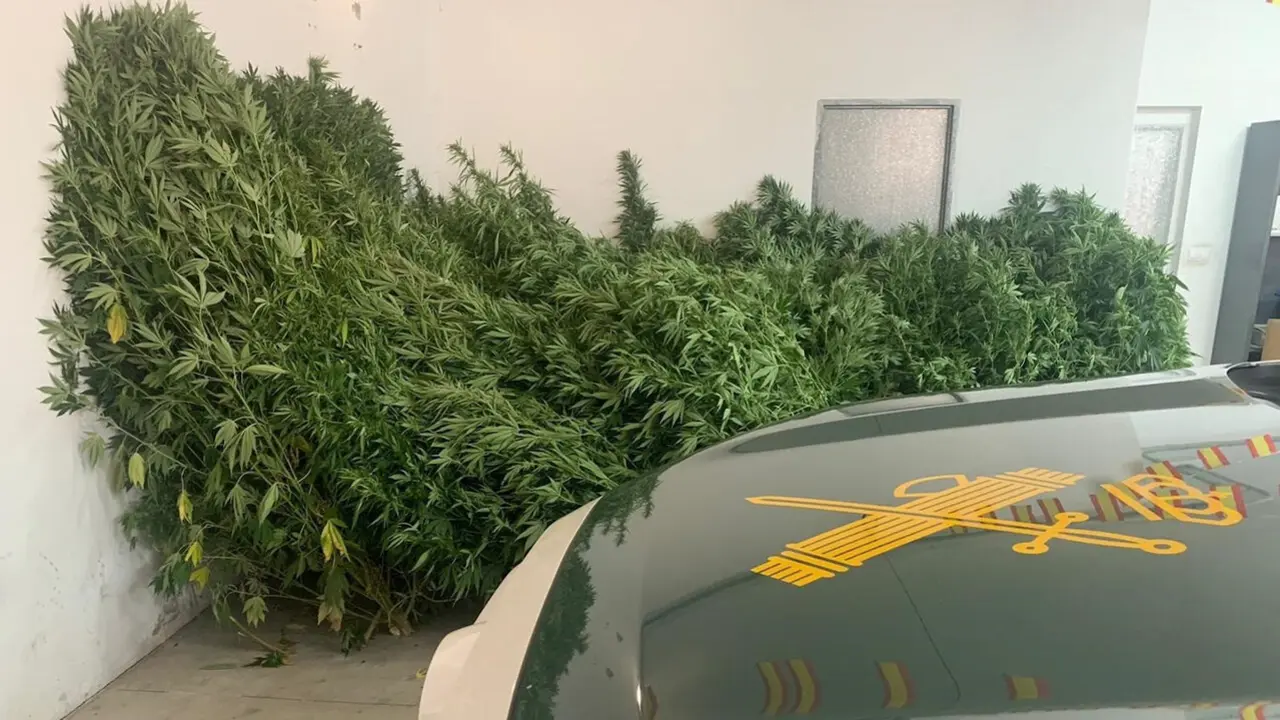 Plantas aprehendidas en la plantación de Ribas de Sil. GUARDIA CIVIL