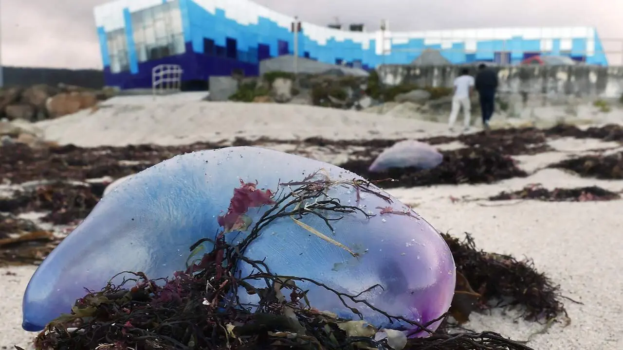 Ejemplar de carabela portuguesa en primer plano en la playa de O Portelo, en Burela. JOSÉ Mª ÁLVEZ