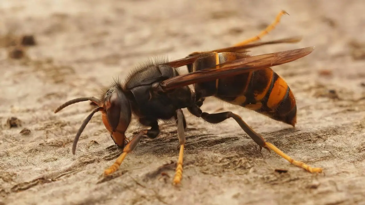 Avispa asiática o vespa velutina. FREEPIK