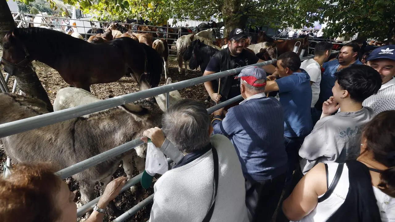 dia grande en la feria de as san lucas de mondoñedo con mercado de caballos y ganado aprte de mucha gente disfrutando de la gastronomia gallega