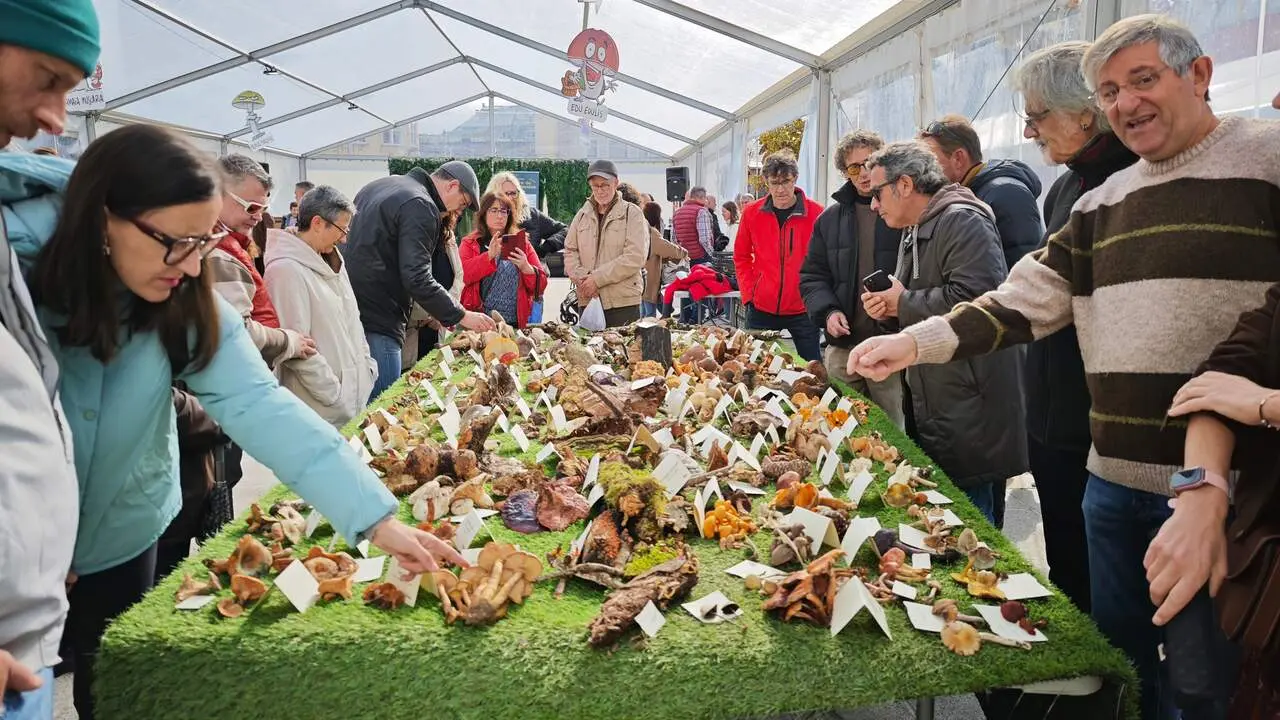 XXXV Feira de Fungos e Cogomelos das Pontes. C.PÉREZ