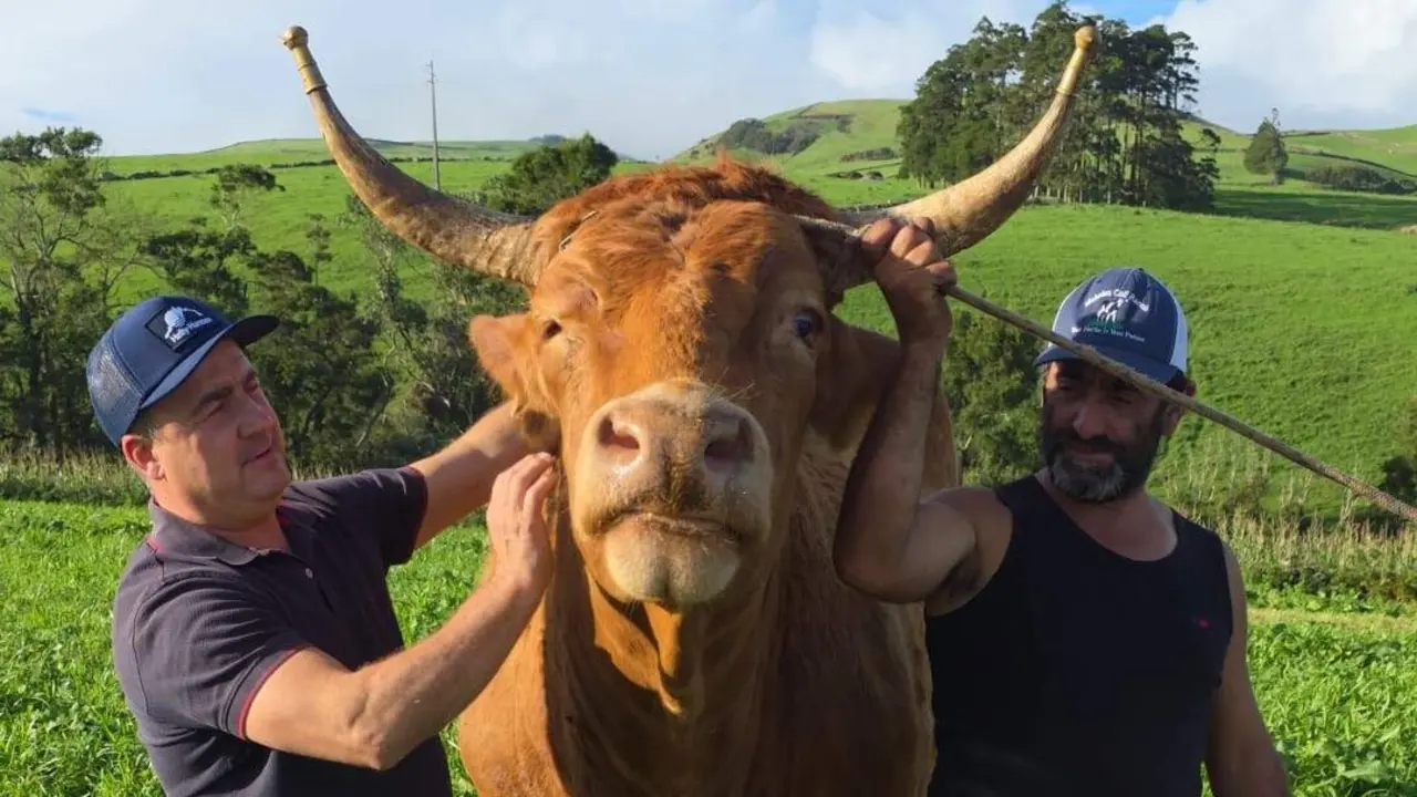 Mario Nogueira, izquierda, con uno de los bueyes que adquirió. CEDIDA