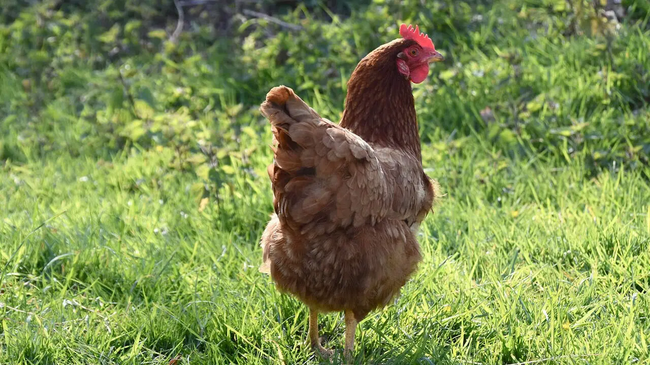 Una gallina. PIXABAY