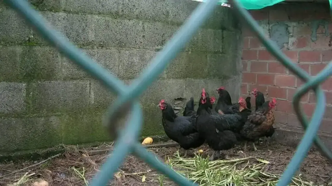 Gallinas encerradas en un corral. DP