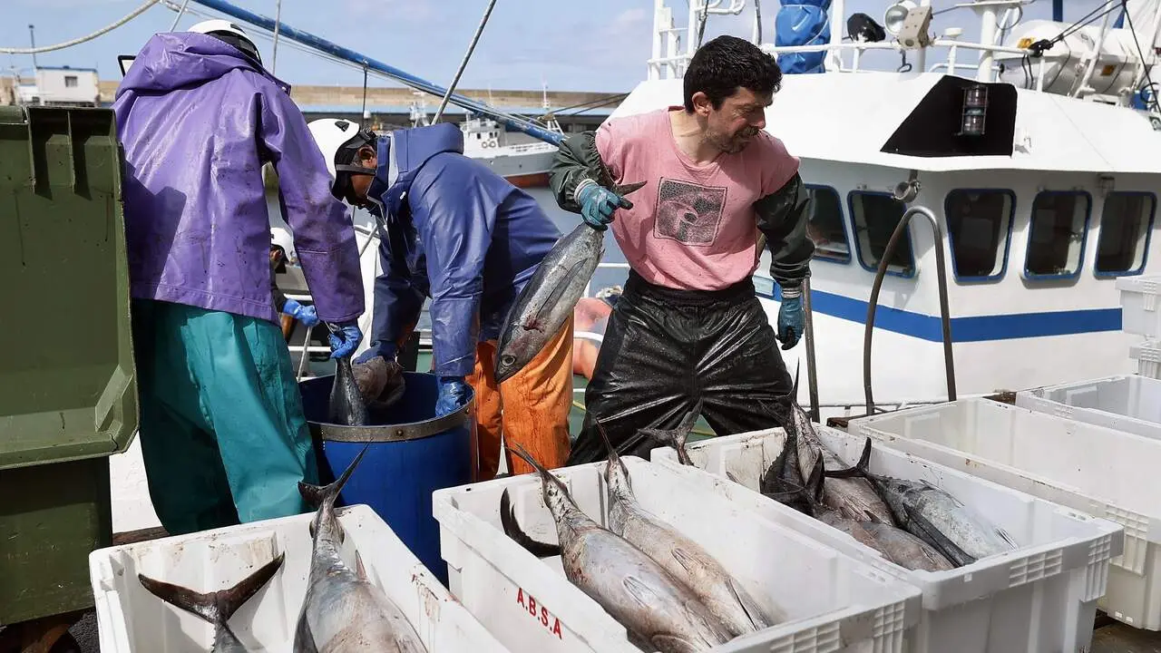DESCARGA DE BONITO EN EL PUERTO DE BURELA DEL BARCO "RAMÓN ESTEFANÍA" A MEDIADOS DE MAYO , FUE UHNO DE LOS PRIMEROS BARCOS EN TRAER BONITO A LA LONJA ESA CAMPAÑA
