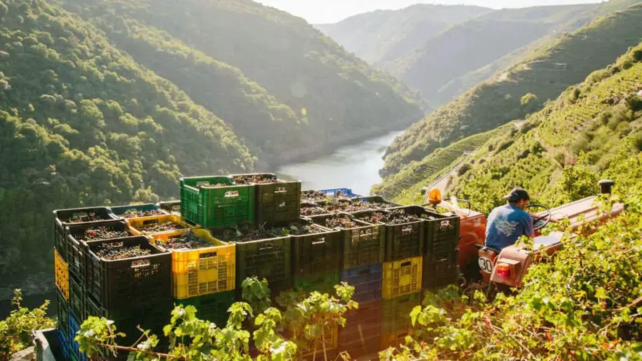 Vendimia en la Ribeira Sacra. EP