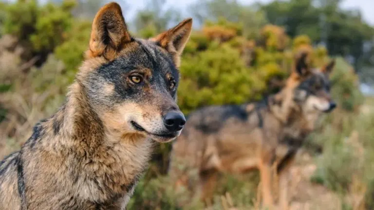 Un lobo ibérico. AEP