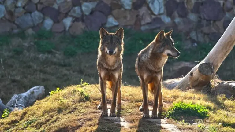 Galicia cuenta con una población de lobo de unas 90 manadas, lo que se traduce en 600-800 ejemplares. AEP