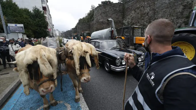 Vacas y tractores por la Ronda da Muralla en la tractorada realizada en Lugo. SEBAS SENANDE