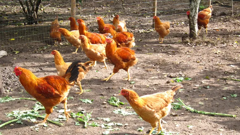 Gallinas en un corral. AEP