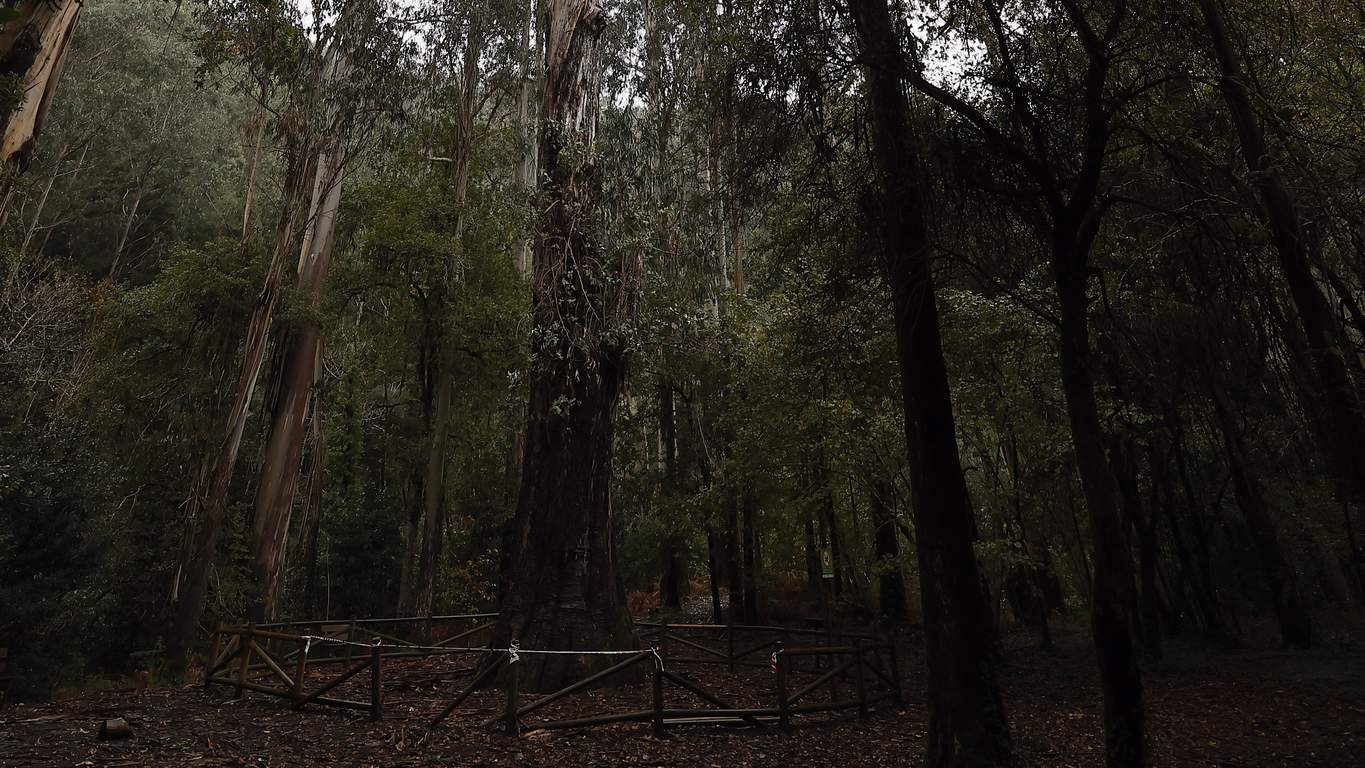 eucaliptal de Chavin
O Avo ya no es el mas alto de Europa. Los hongos afectan al monumental arbol vivariense e incluso otros eucaliptos del Souto da Retorta lo superan en altura.
arboles